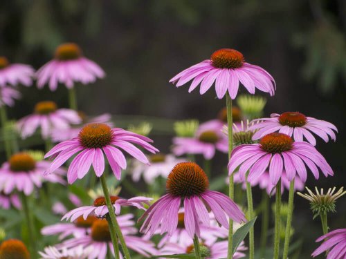 Flori de echinacea