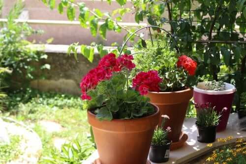 Flori de vară pentru grădină: 6 opțiuni
