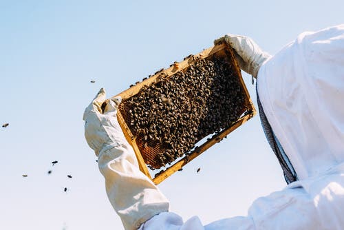 Apicultor controlând albinele dintr-un stup