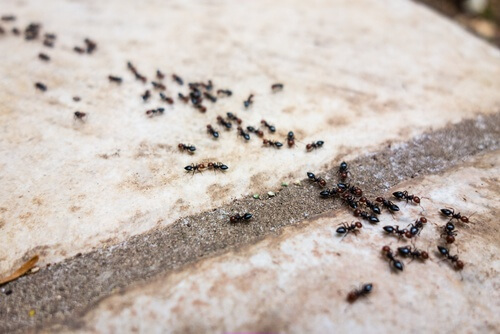 Furnicile invadând casa