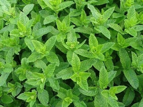 Menta pe lista de repelente naturale pentru furnici