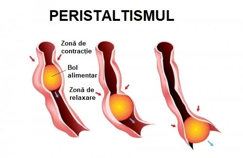 Ce este peristaltismul
