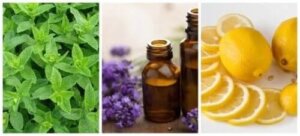 Repelente naturale pentru furnici