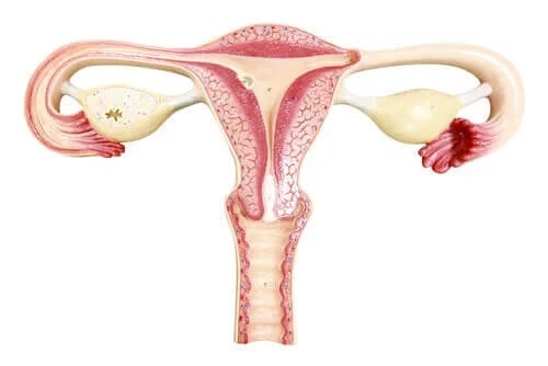 Sistemul reproducător feminin