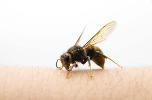 Cum se tratează înțepătura de viespe asiatică?