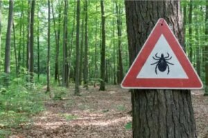 Tratament pentru boala Lyme