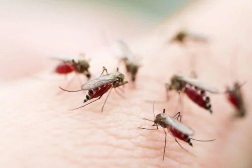 Țânțarii provoacă boli care apar când călătorești