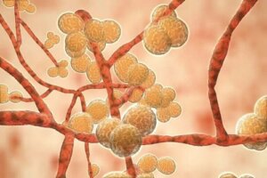 Candida auris: o ciupercă ucigașă