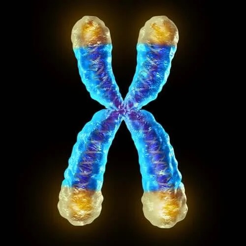 Ce sunt telomerii și ce rol au?