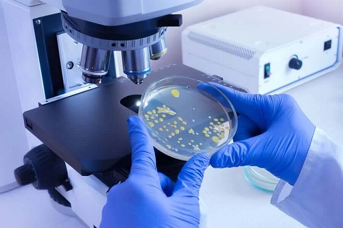 Cultură de bacterii Leptospira