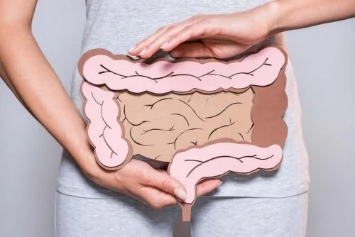 Femeie care ține o machetă cu intestinele