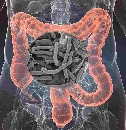 Microbiota umană