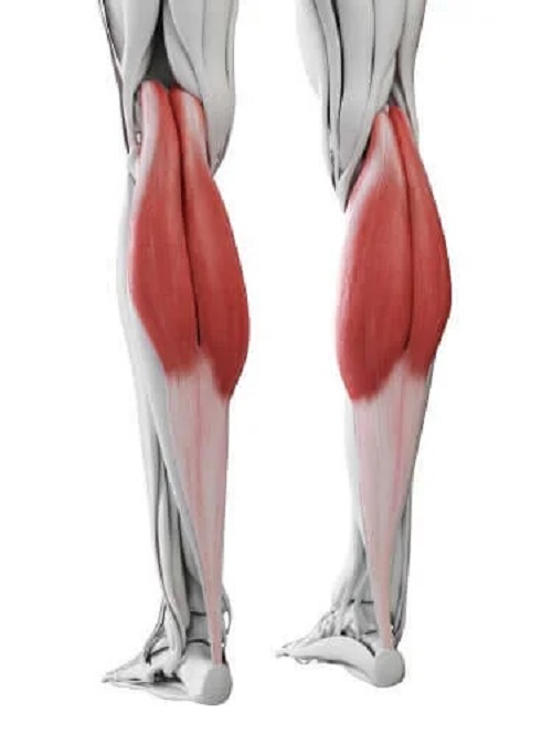 Mușchii gambelor la om