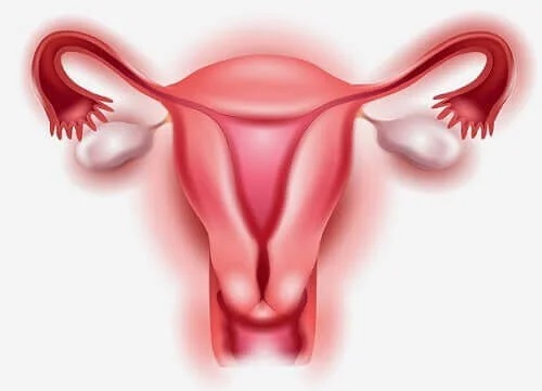 Ovare umane