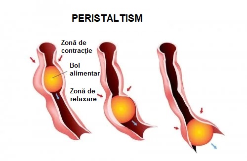 Procesul de peristaltism