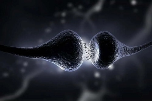 Sinapse neuronale