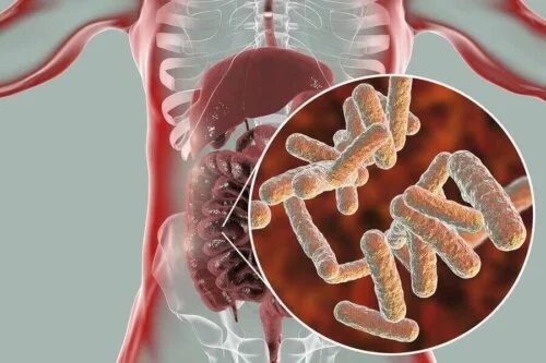 Bacterii benefice din intestine