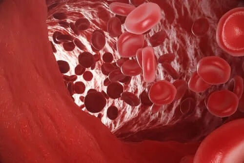 Celule roșii în sânge