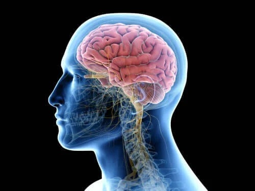 Creier în corpul uman
