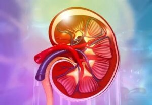 Care este funcția rinichilor în organism?