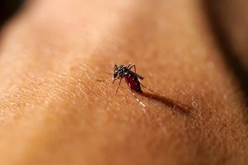 Insectă așezată pe piele