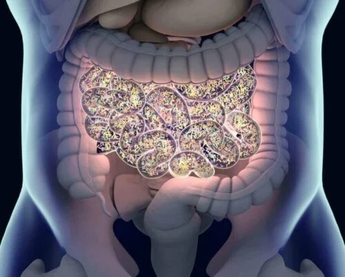 Microbiota normală a corpului uman