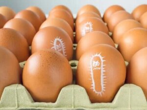 De ce infecția cu Salmonella apare mai des vara?