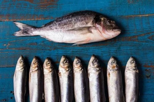 Peștele gras pe lista de alimente pentru vârstnici