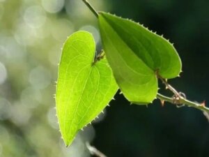 Riscuri, efecte și beneficii ale plantei Sarsaparilla