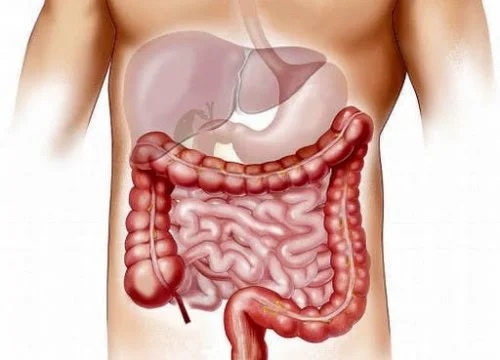 Tractul digestiv uman