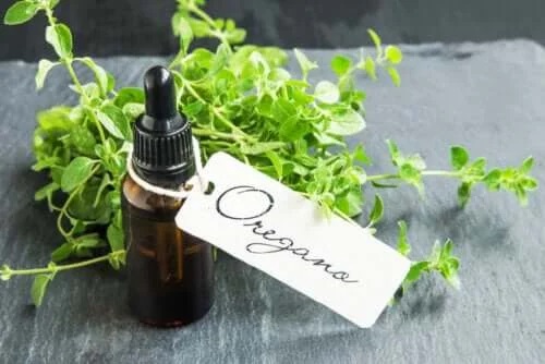 Cum să prepari ulei de oregano la tine acasă