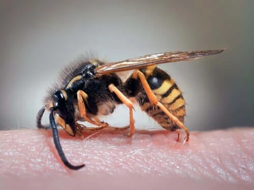 Remedii pentru înțepăturile de viespe