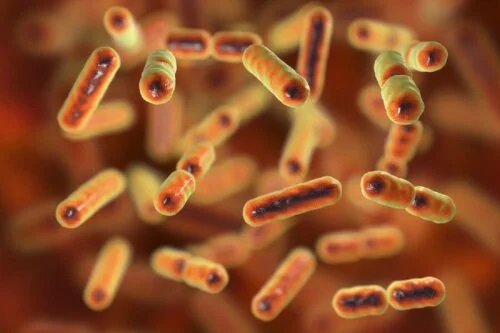 Bacterii intestinale