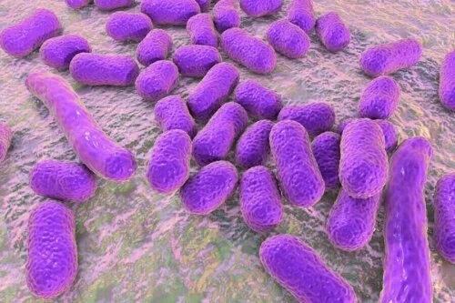 Bacterii nocive pentru sănătate