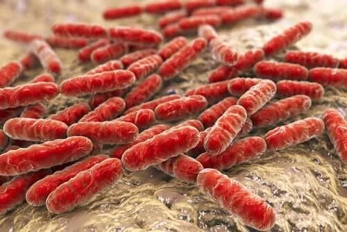 Bacterii în corpul uman