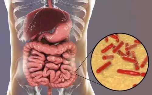 Cum recunoști dezechilibrele microbiotei intestinale?