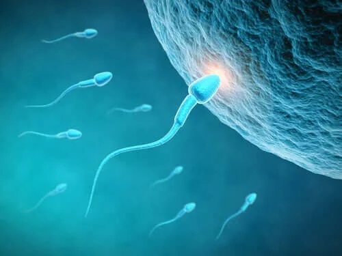 Dieta influențează calitatea spermei