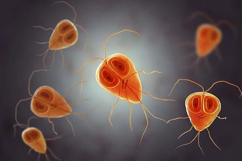 Patogeni Giardia