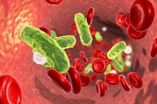 Microbi în sânge