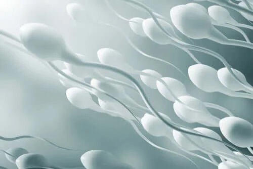 Spermatozoizi înotând