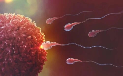 Spermatozoizi și ovul
