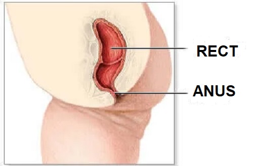 Anatomia rectului