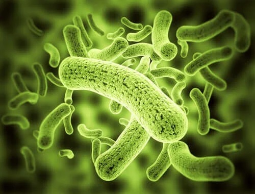 Bacterii patogene