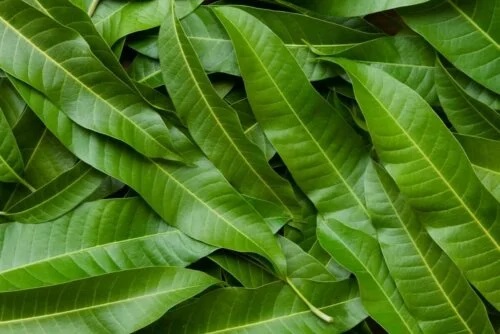 Beneficii ale frunzelor de mango pentru sănătate