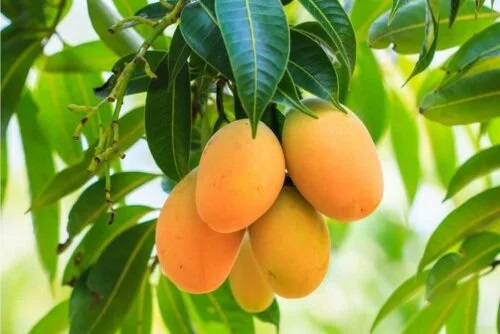 Fructe de mango în copac
