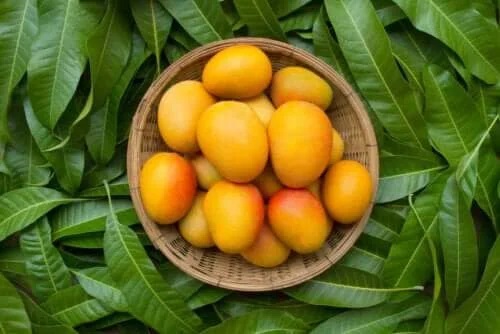 6 beneficii ale frunzelor de mango