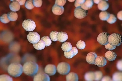 Scarlatina este contagioasă la oameni