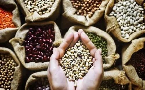 Leguminoasele sunt alimente vegane pentru îngrășare