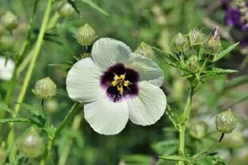 Beneficiile rădăcinii de nalbă proaspătă