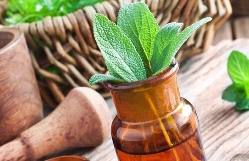 Cele mai bune plante medicinale